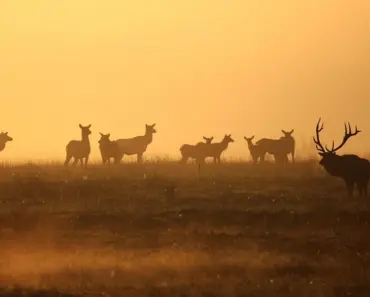 Who Distills Old Elk Bourbon