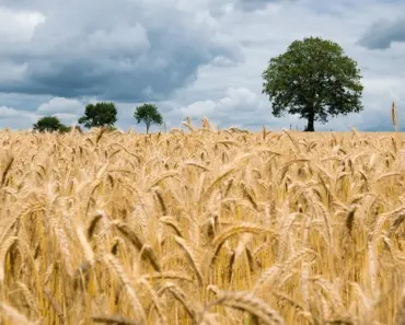 Are Oat Flakes Wheat Free