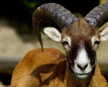 Aries June Horoscope Monthly Trends for