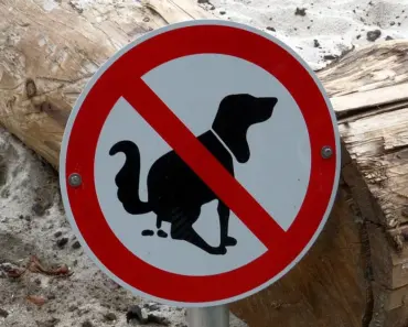 Does Dog Poop Go in Compost or Garbage