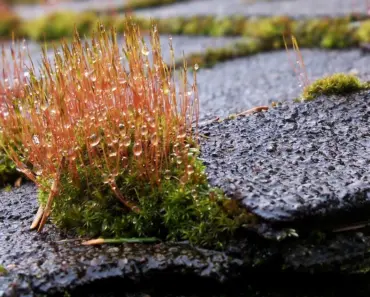 How to Remove Moss From Roof With Baking Soda