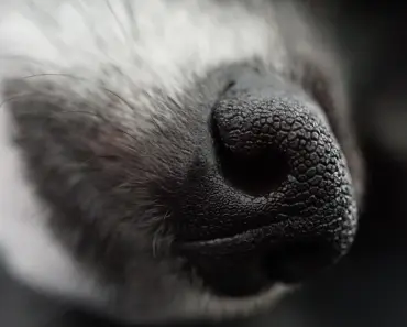 Can You Stretch Nose Pores