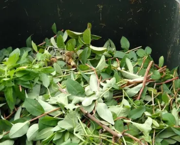 Why is Backyard Composting Good