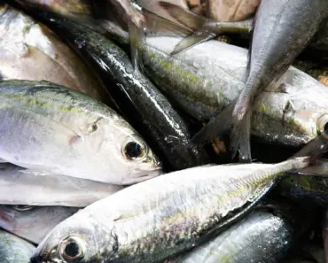 How to Eat Bluefin Tuna
