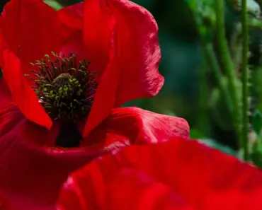 Will a Corolla Last 20 Years