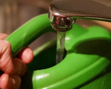 Do Flowers Like Tap Water