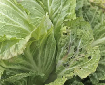 Do Worms Like Cabbage