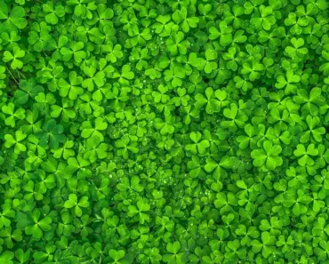 Is Leaf Compost Good Fertilizer