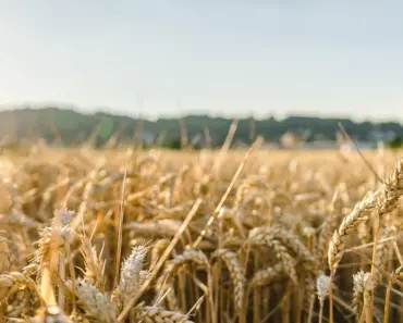 How Many Carbs Are in Wheat Protein Isolate