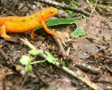 Can You Visit the Newt Without Membership for Free