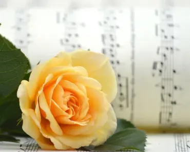 What Makes Farmgirl Flowers Different