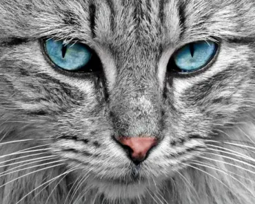 Is Ora Cat Coming to the Usa