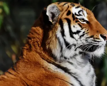What Happened to Tigers Girlfriend