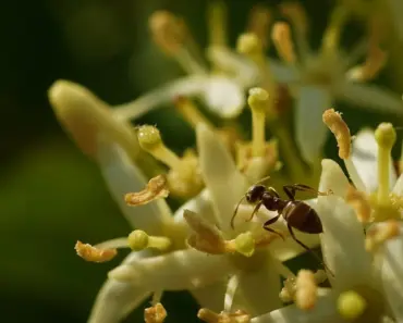 What Are Tiny Hard White Balls Under Skin