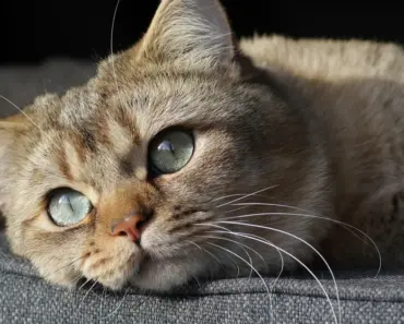 3 Acts From Your Cat Might Be a Sign for Alarm
