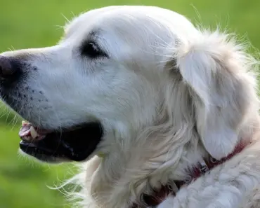 Is Sequoia Lodge Dog Friendly