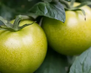Are Tomatoes Healthy