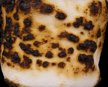 What Eats Black Soldier Fly Larvae