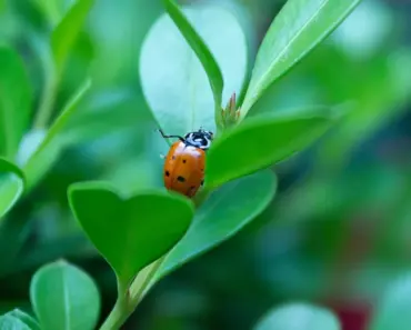 Bug in Your Yard