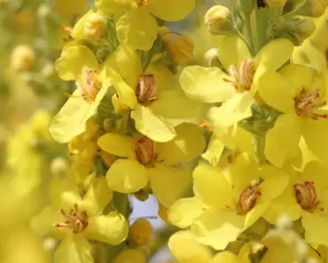 Is Smoking Mullein Safe