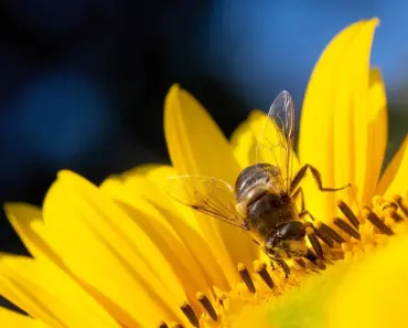 What Does the Sunflower Mean When Someone Dies