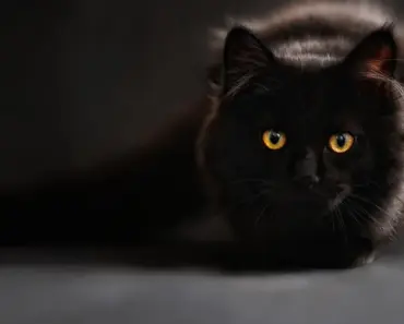 How Old is a 20 Year Old Cat in Human Years