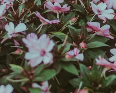 How Should I Store My Flower Arrangements