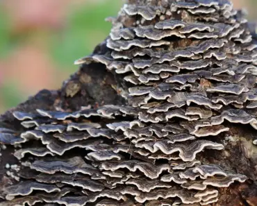How Long Does it Take for Worms to Decompose Food