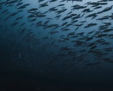 Who is the Largest Marine Insurer in the World