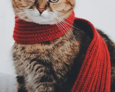 5 Scarf Blouse Outfits Perfect for Every Aesthetic in 2026