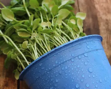 Container Gardening Tips