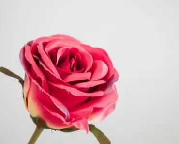 Are Forever Roses Real Are Forever Roses Real