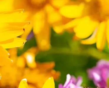 What is a Pink Flower With 5 Petals Called