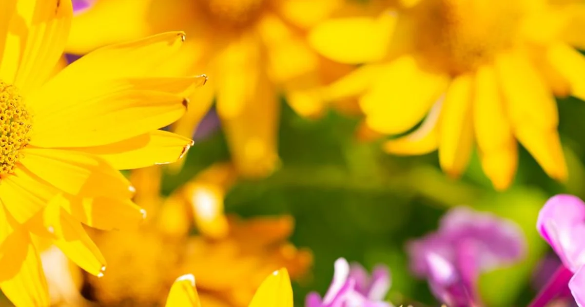 What is a Pink Flower With 5 Petals Called pink flower petals