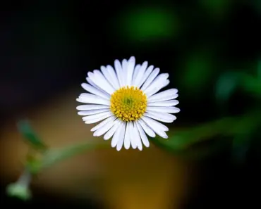 Safe Ways to Spray Bleach in Your Garden