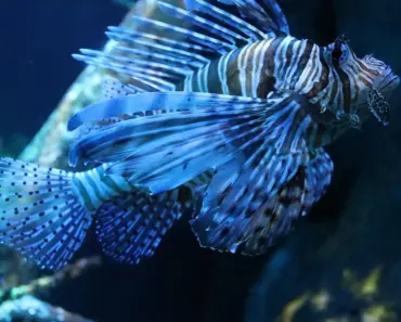 Is Spot Fish Healthy to Eat