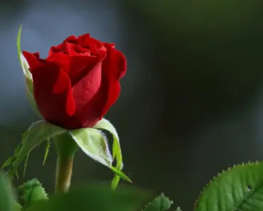 What Do Grey Roses Mean