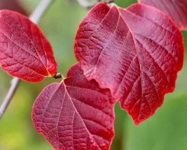 Does Witch Hazel Draw Out Impurities