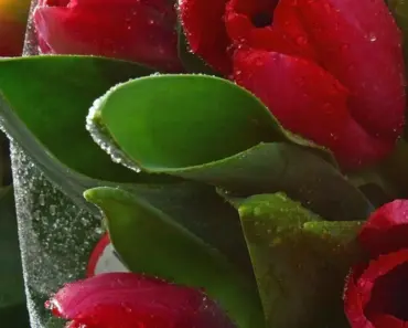 Is Sending Flowers a Good Gesture