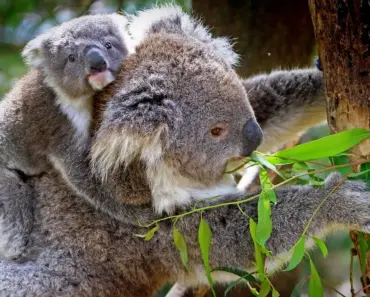 What Do Baby Koalas Smell Like