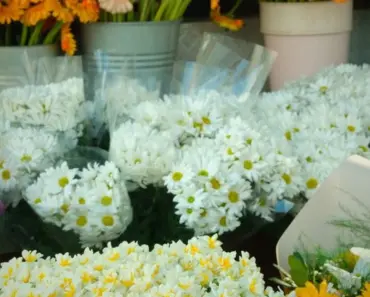 Do Flowers in a Box Stay in the Box Do Flowers in a Box Stay in the Box