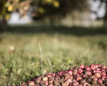 Will Grass Grow in Compost