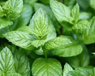 What is 100 Peppermint Oil Used for