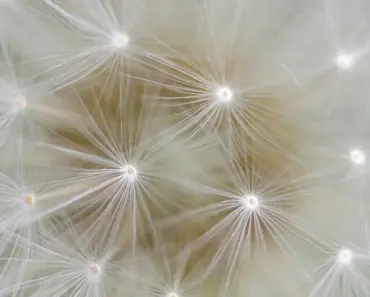 Dandelion Poem the Springing of the Dandelion