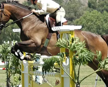 Who Are Bouqs Flowers Competitors