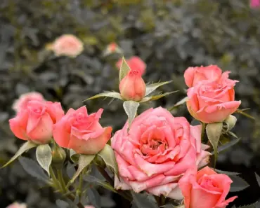How Can You Tell If a Flower is Getting Enough Water