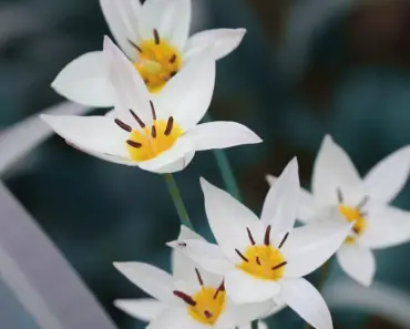 Is Tulip a Good Gift