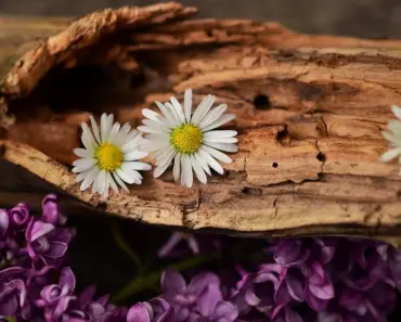 Does Natural Wood Absorb Water
