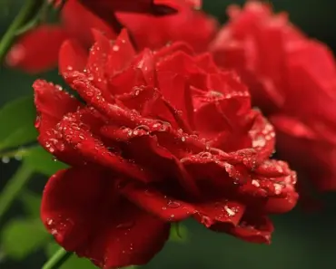 Are Green Roses Real