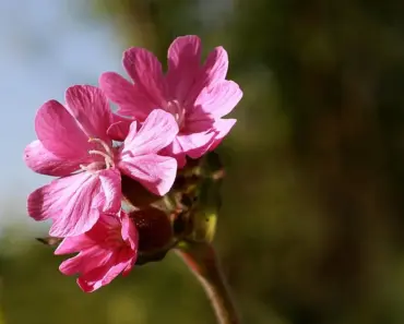 What to Do With Orchids in April Easy Spring Reset